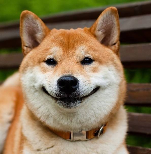 happydog04.jpg