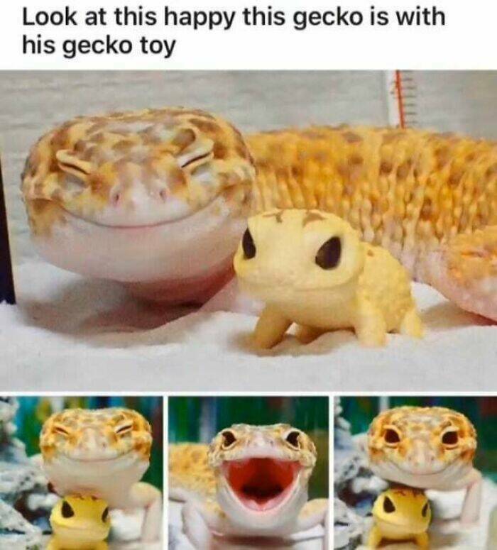 happygecko.jpg