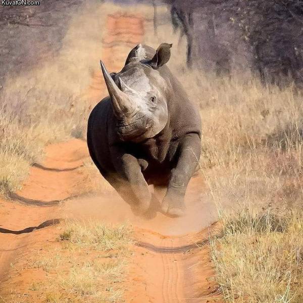 happyrhino.jpg