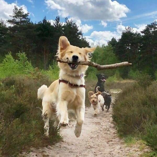 happystickdog.jpg