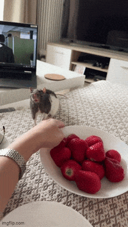 harhautus9.gif