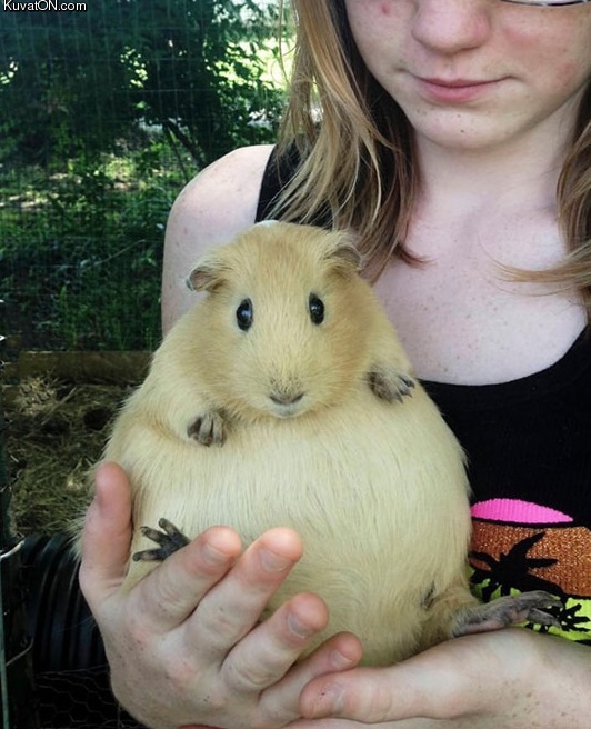 have_you_ever_seen_a_pregnant_guinea_pig.jpg
