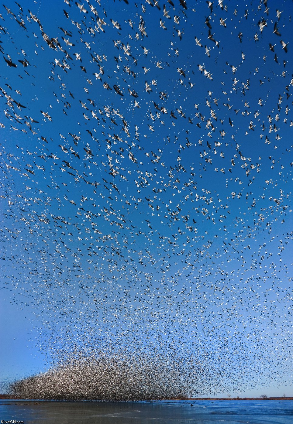 have_you_ever_seen_so_many_birds.jpg