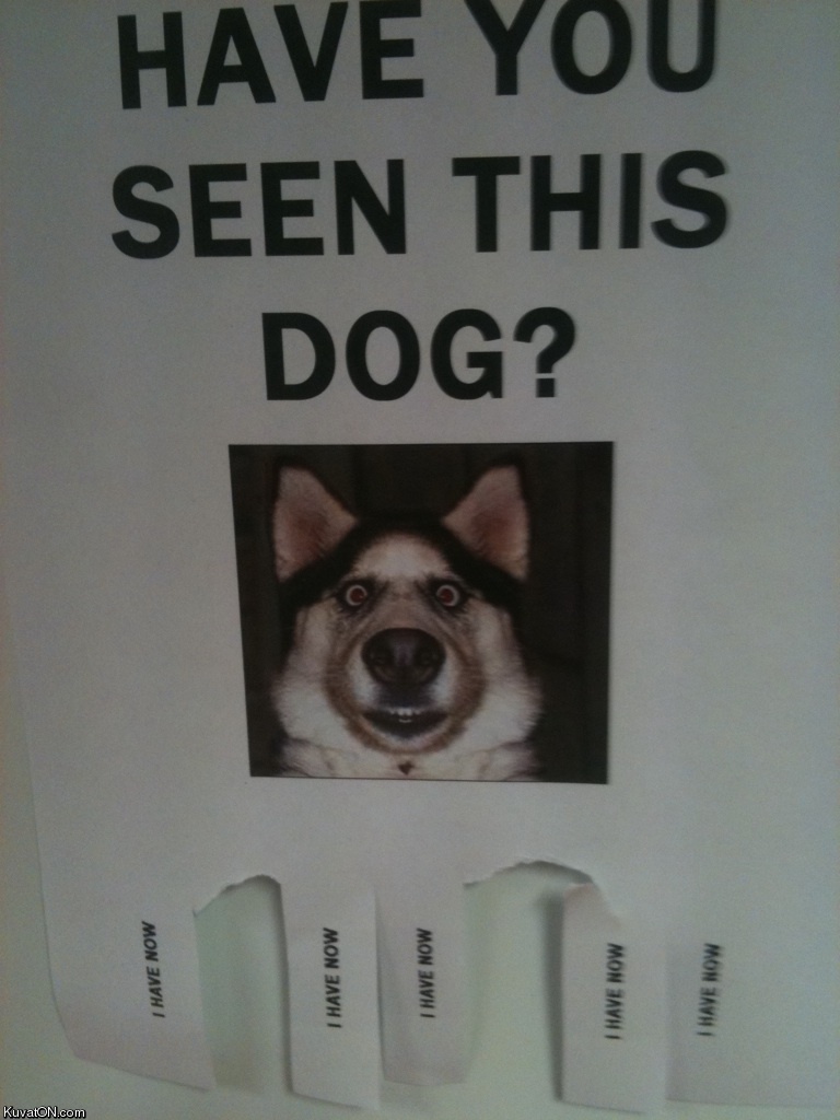 have_you_seen_this_dog.jpg