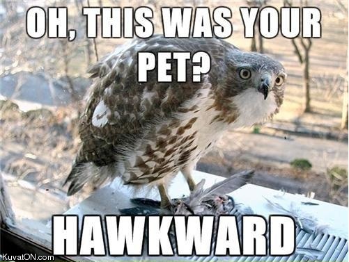 hawkward.jpeg