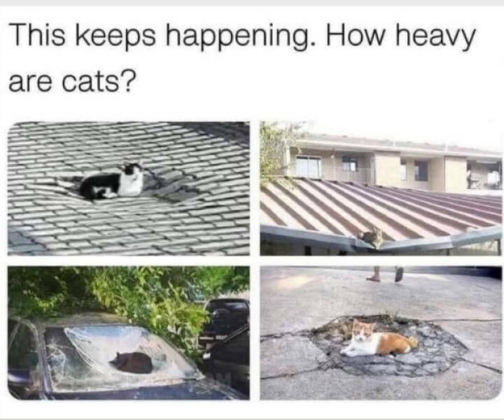 heavy_cats.jpg