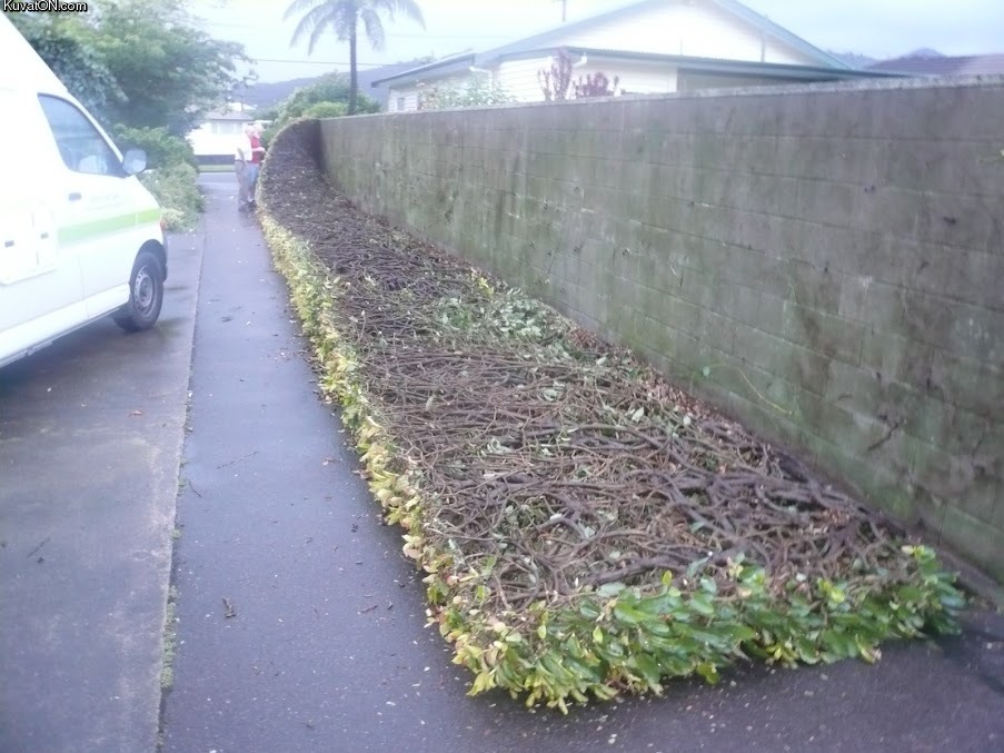 hedge_removal.jpg