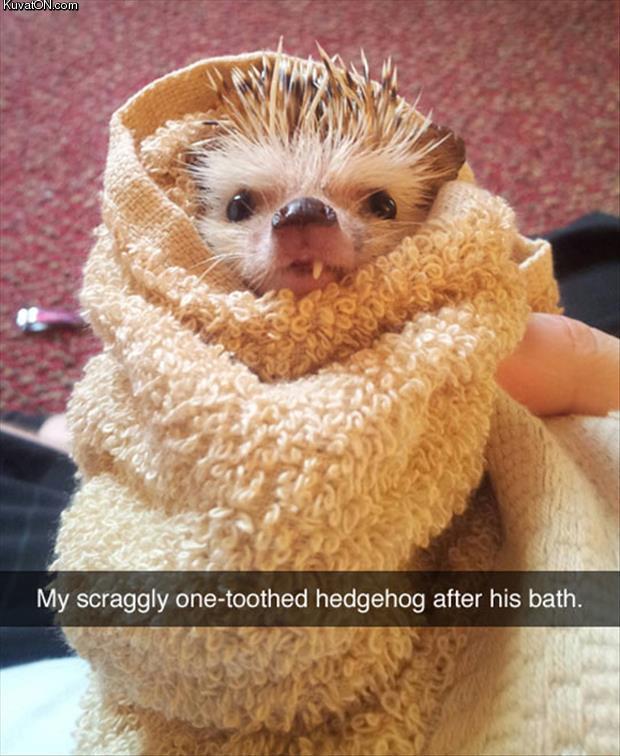 hedgehog_2.jpg