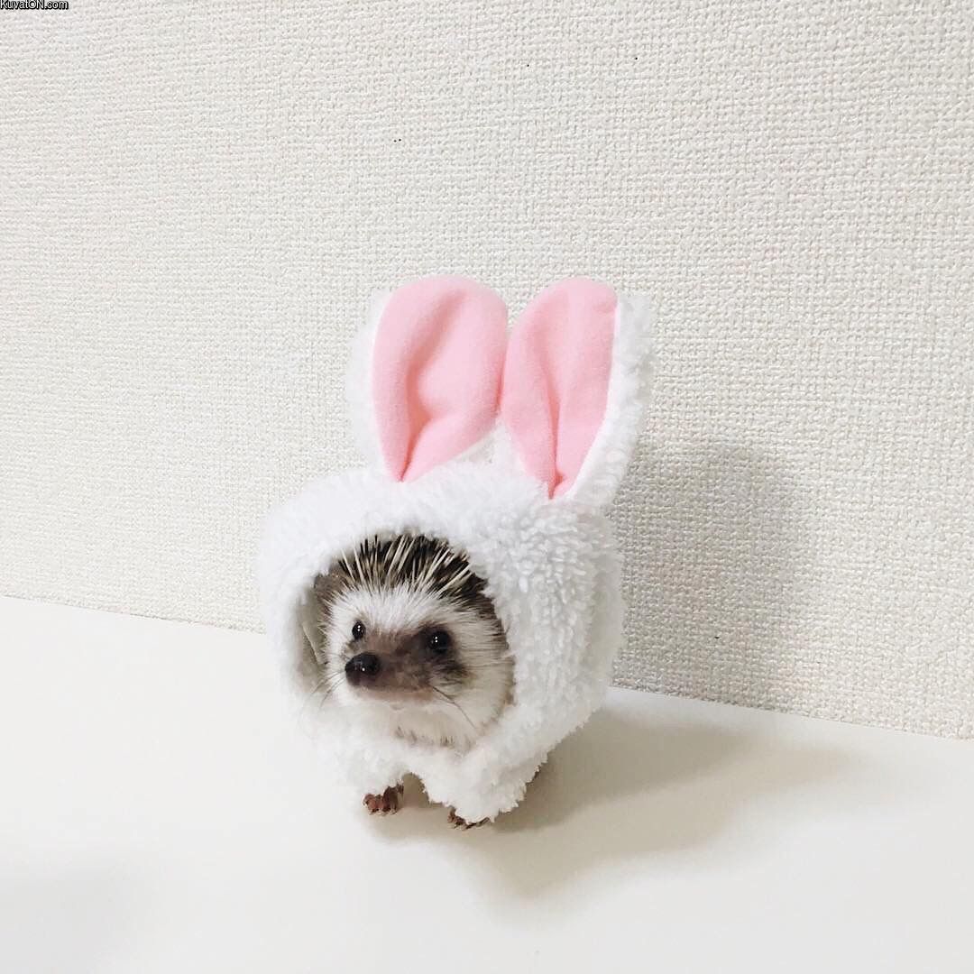 hedgehogbunny.jpg