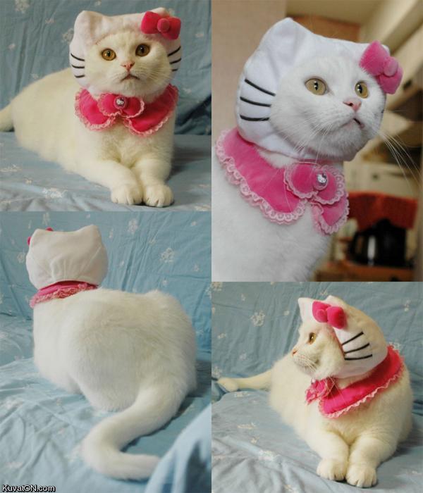 hello_kitty.jpg