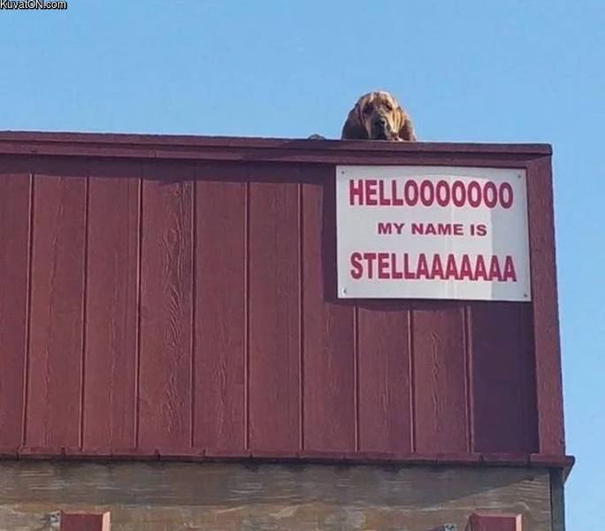 hello_stella.jpg