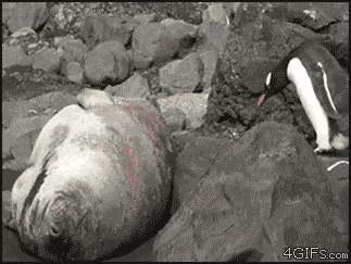 herättäjä.gif
