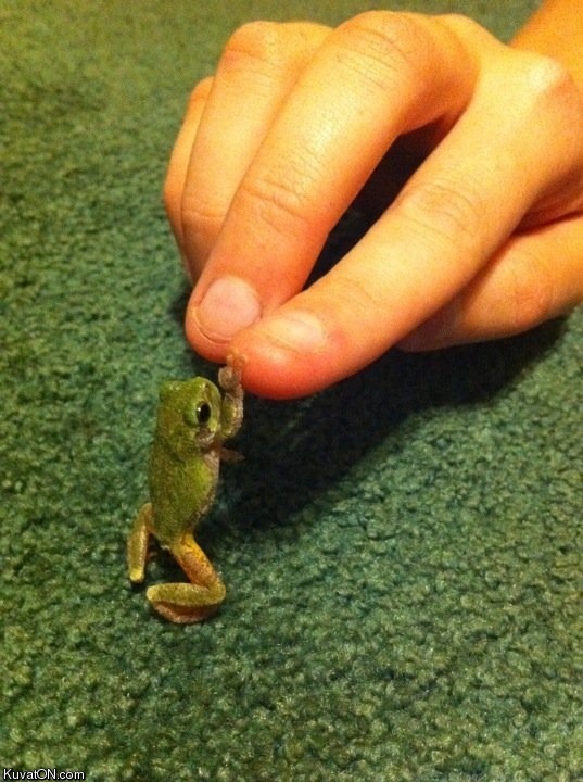 high_five_frog.jpg