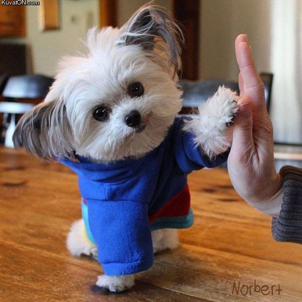 highfivedog_norbert.jpg