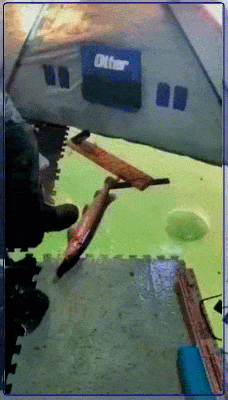 himaan_takas.gif