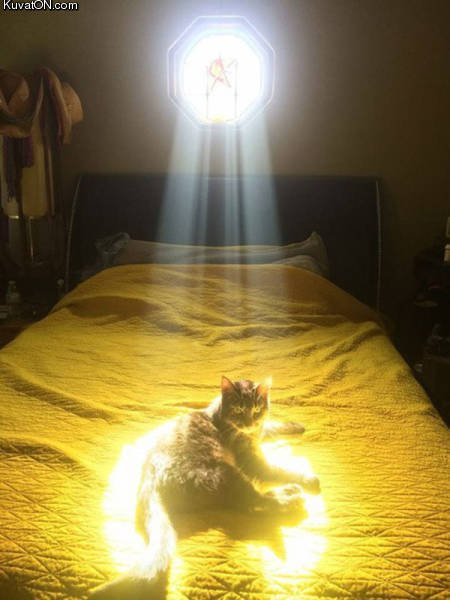 holy_cat_.jpg