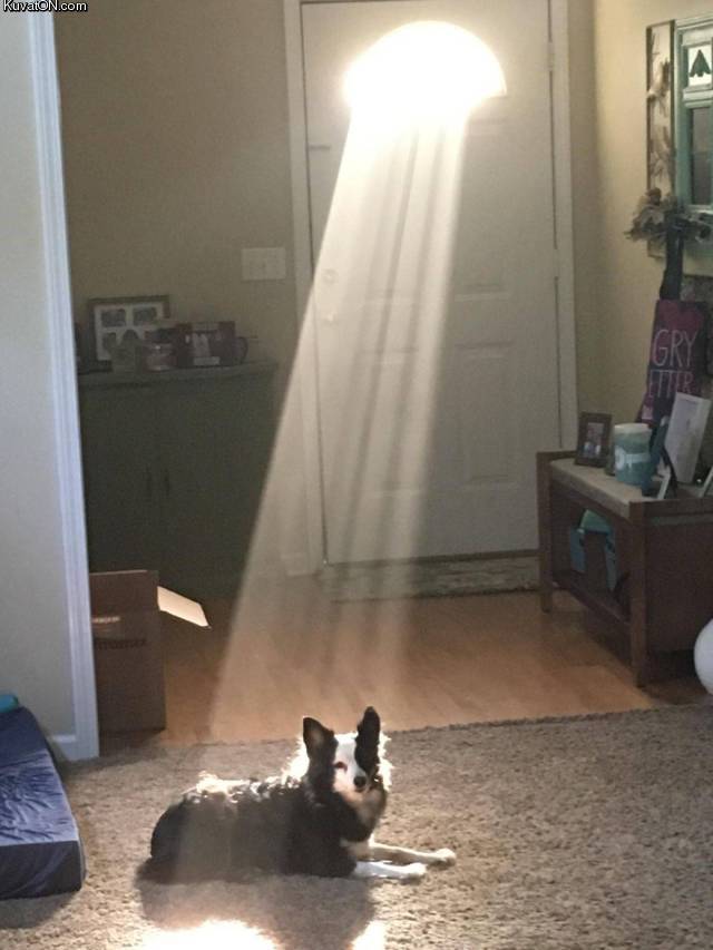holydog.jpg