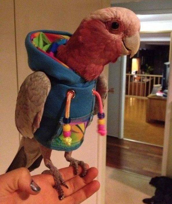 hoodieparrot.jpg
