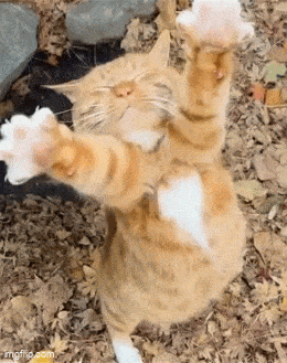 hooohhhoijaaa7.gif