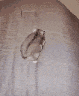 hoooopppp.gif