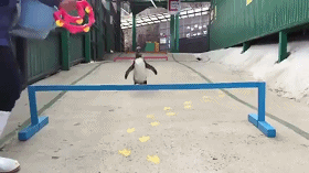 hopp2.gif