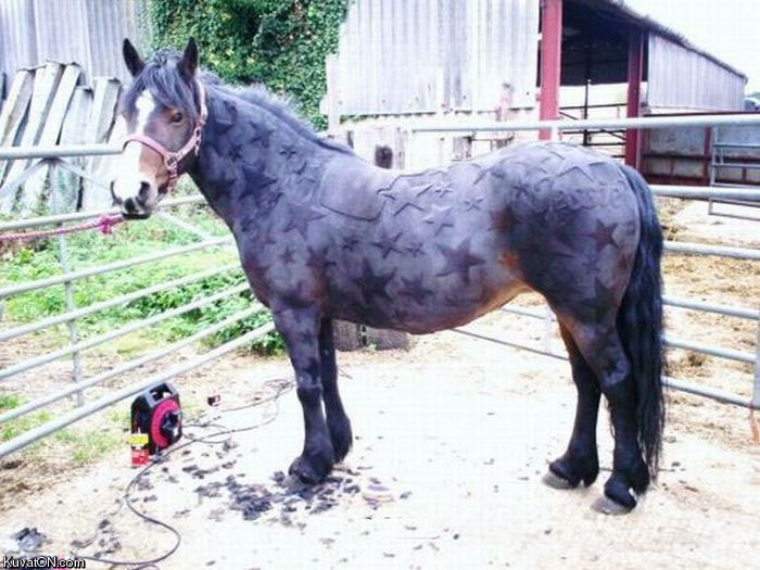 horse_art.jpg