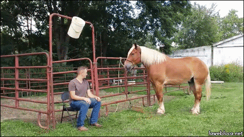 horse_helps.gif
