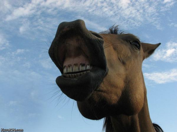 horse_needs_to_see_a_dentist.jpg