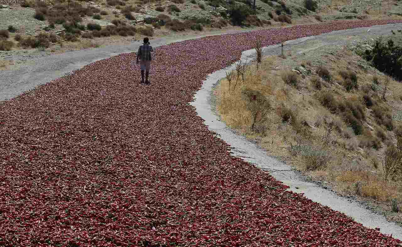 hot_pepper_road.jpg