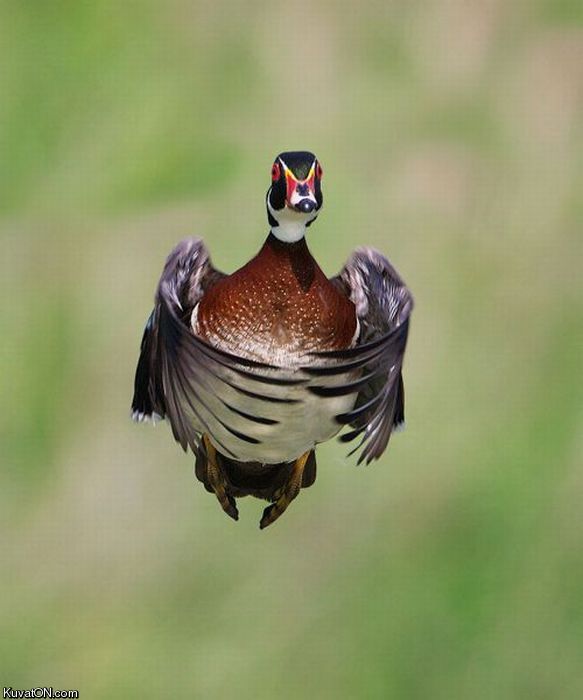 hoverduck.jpg