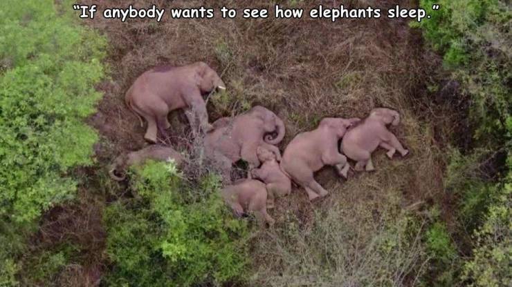 how_elephants_sleep.jpg