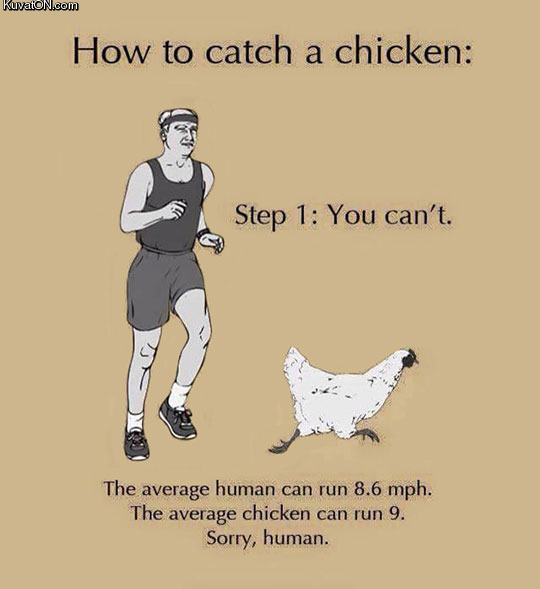 how_to_catch_a_chicken.jpg