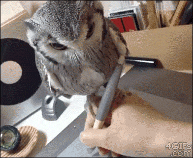 how_to_draw_with_an_owl.gif