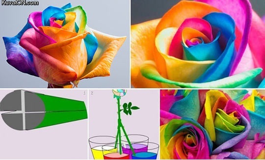 how_to_easily_make_colorful_roses.jpg