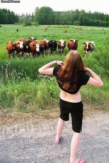 how_to_impress_cows.jpg