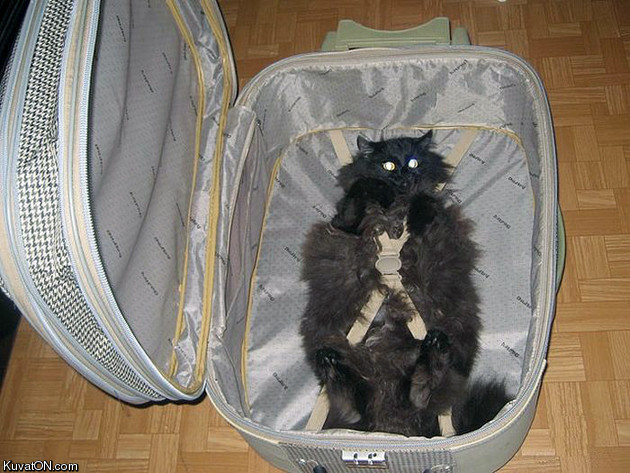 how_to_pack_a_cat.jpg
