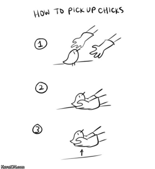 how_to_pick_up_chicks.jpg