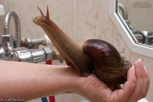 huge_snail.jpg