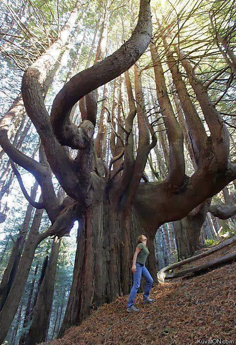 huge_tree.jpg