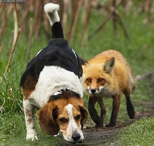 hunting_dog.jpg