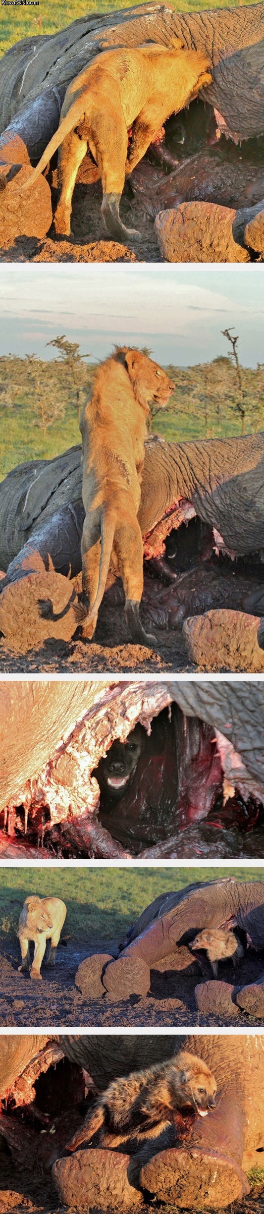 hyena_hides_from_lions_inside_elephant_carcass_unnoticed.jpg