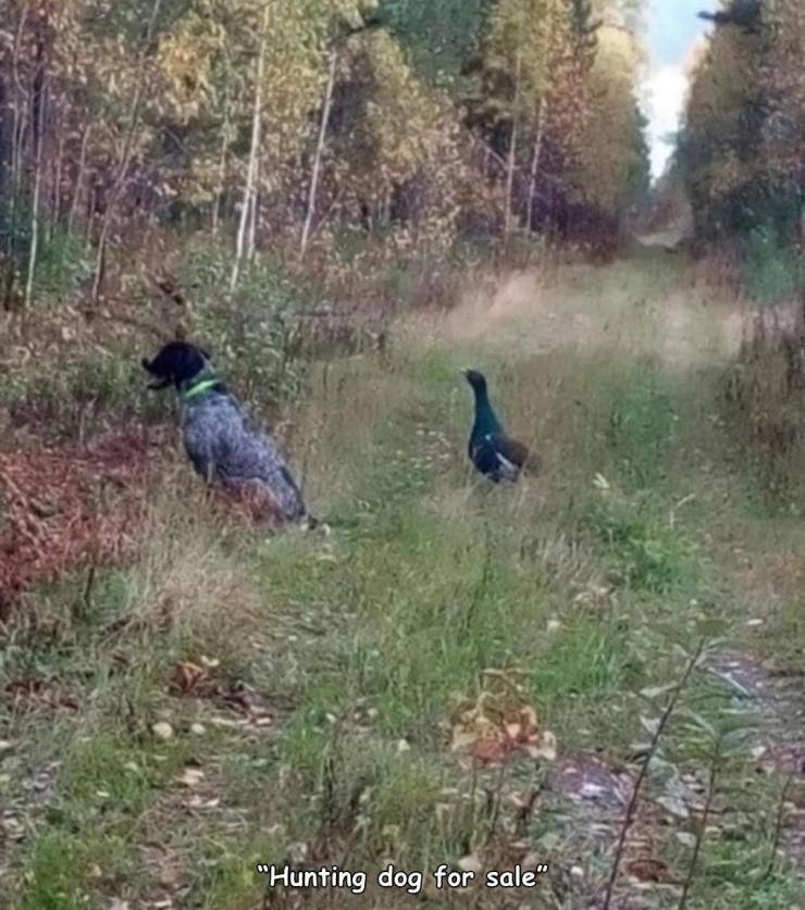 hyvä_metsästyskoira_myynnissä.jpg