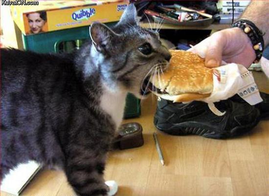 i_can_has_cheezburger_cat.jpg