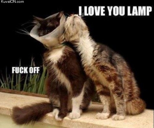 i_love_you_lamp_cat.jpg