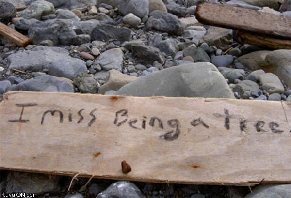 i_miss_being_a_tree.jpg