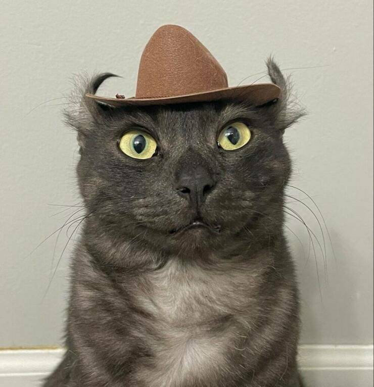 iamcowboy.jpg