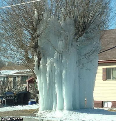 ice_tree.jpg