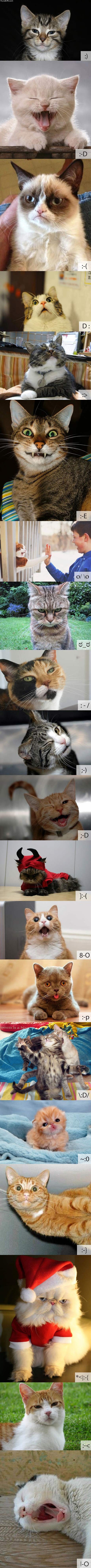 if_cats_were_emoticons.jpg
