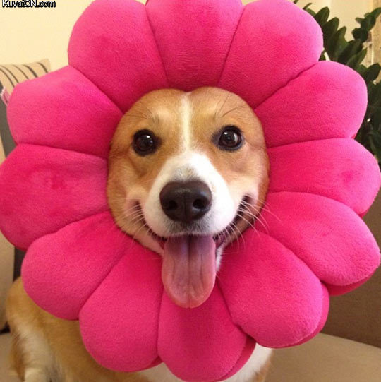 im_a_beautiful_flower.jpg