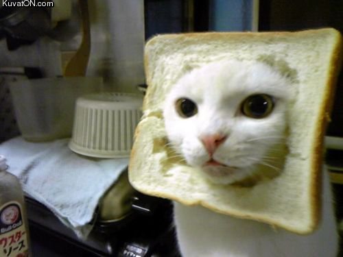 inbread_cat.jpg